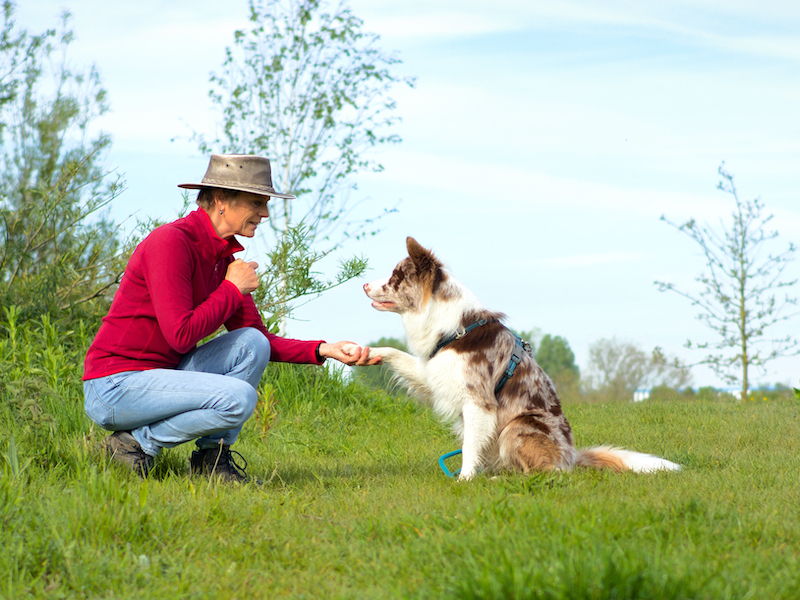 clickertraining_blog